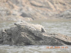 Crocodylus palustris