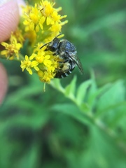 Colletes simulans armatus