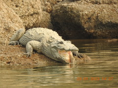 Crocodylus palustris