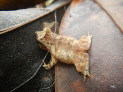 Rhinella castaneotica