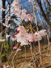 Prunus leveilleana
