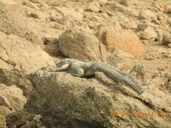 Crocodylus palustris
