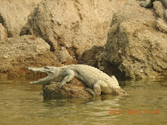 Crocodylus palustris