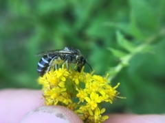 Colletes simulans armatus