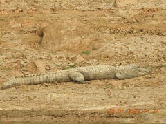 Crocodylus palustris