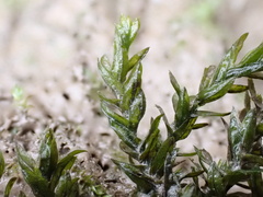 Cinclidotus fontinaloides