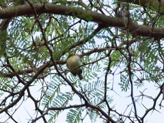 Todus angustirostris