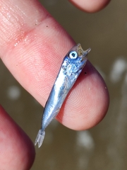 Scomber australasicus