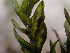 Cinclidotus fontinaloides