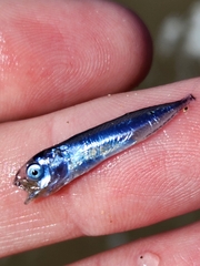 Scomber australasicus