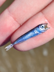 Scomber australasicus