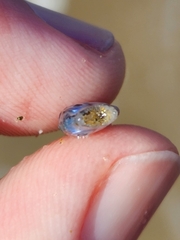 Scomber australasicus