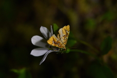 Musotima nitidalis