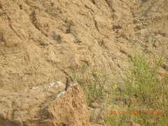 Ptyonoprogne concolor