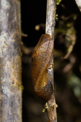 Athoracophoridae