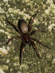 Hypodrassodes maoricus