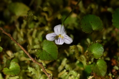 Viola filicaulis