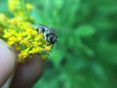 Colletes simulans armatus