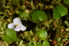 Viola filicaulis