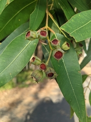 Angophora floribunda