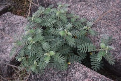 Cassiinae