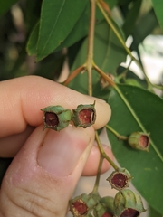 Angophora floribunda