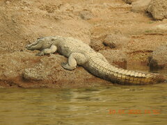 Crocodylus palustris