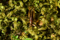 Hemiandrus maculifrons