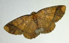 Melinodes detersaria