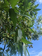 Angophora floribunda