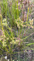 Cyperus virens