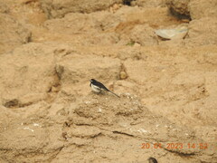 Motacilla maderaspatensis