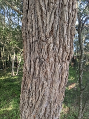 Angophora floribunda