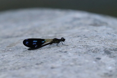 Aristocypha aino