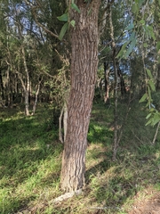 Angophora floribunda
