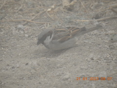 Passer domesticus