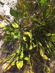 Protea scolopendriifolia