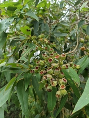 Angophora floribunda