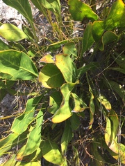 Protea scolopendriifolia