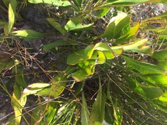 Protea scolopendriifolia