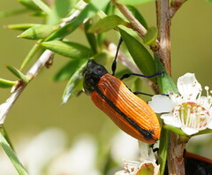 Castiarina rufipennis