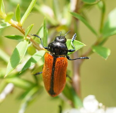 Castiarina rufipennis