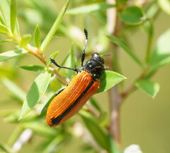Castiarina rufipennis