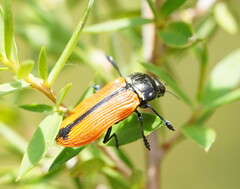 Castiarina rufipennis