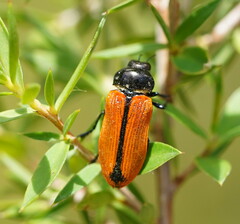 Castiarina rufipennis