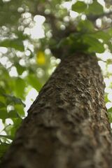 Pterocarpus santalinus