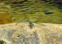 Austrogomphus ochraceus