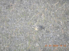 Motacilla citreola
