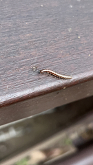 Helicorthomorpha holstii