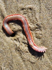Hartmanonuphis pectinata